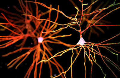 Neurons